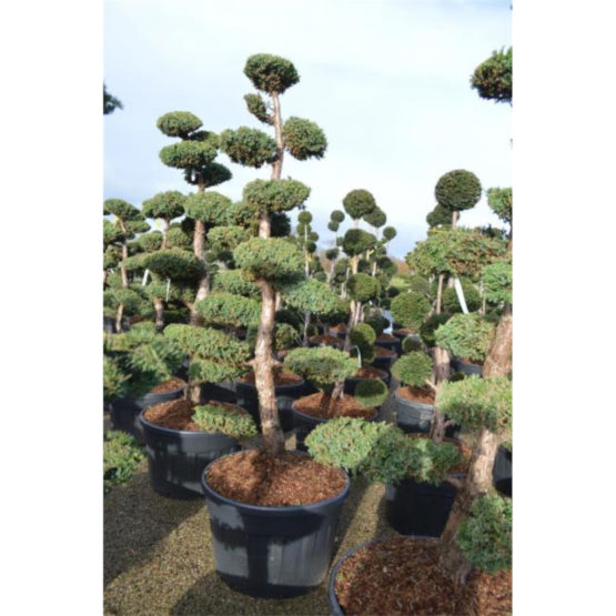 juniperus-chinensis-monarch