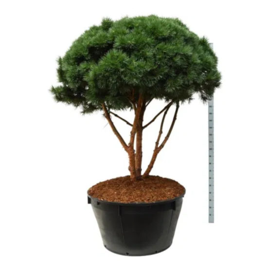 bonsai-pinus-sylvestris-watereri