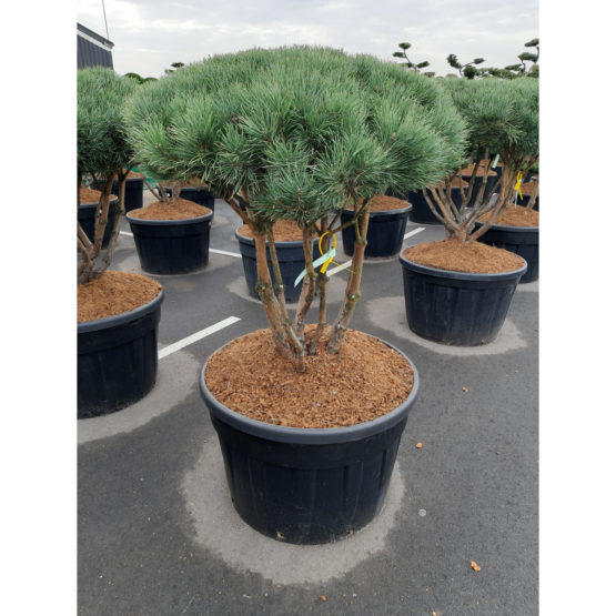 bonsai-pinus-watereri