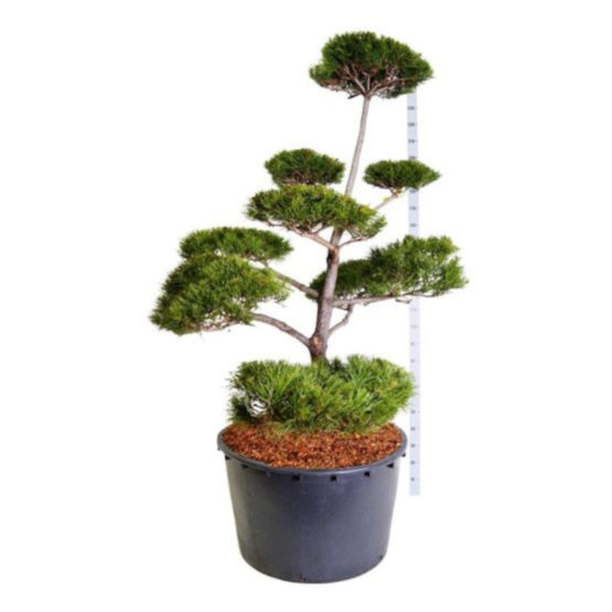 pinus-contorta-bonsai