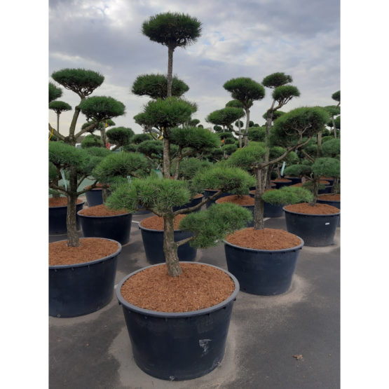 pinus-sylvestris-bonsai