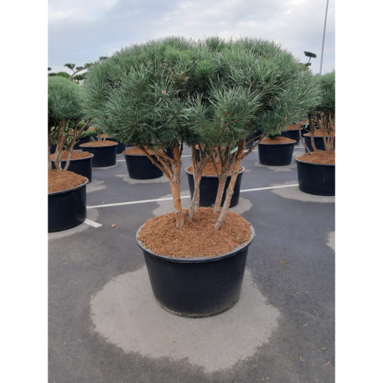 pinus-watereri-bonsai